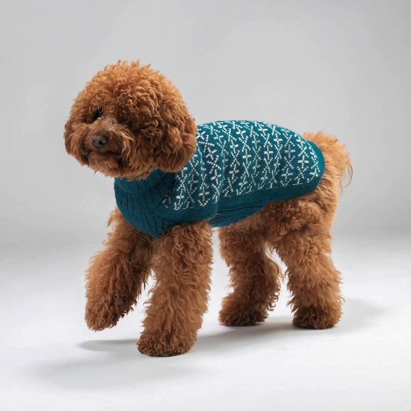 Brown poodle wearing a blue snowflake Christmas jumper