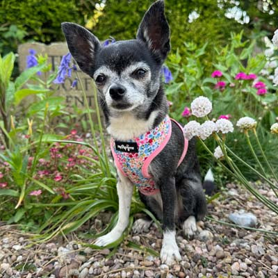 Blue Meadow Floral Dog Harness