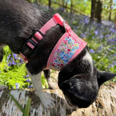 Blue Meadow Floral Dog Harness