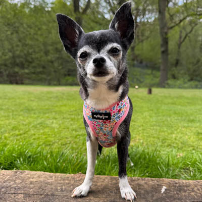 Blue Meadow Floral Dog Harness