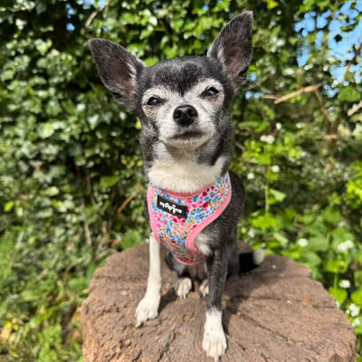 Blue Meadow Floral Dog Harness