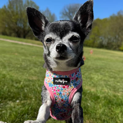 Blue Meadow Floral Dog Harness