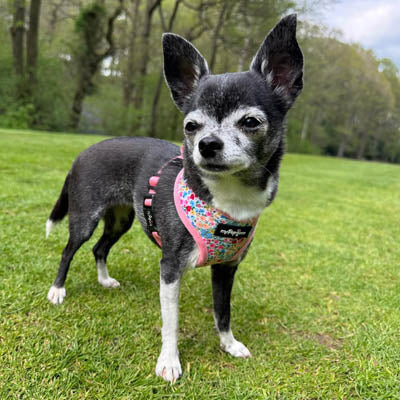 Blue Meadow Floral Dog Harness