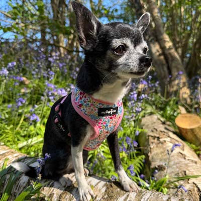Blue Meadow Floral Dog Harness
