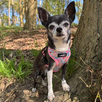 Blue Meadow Floral Dog Harness