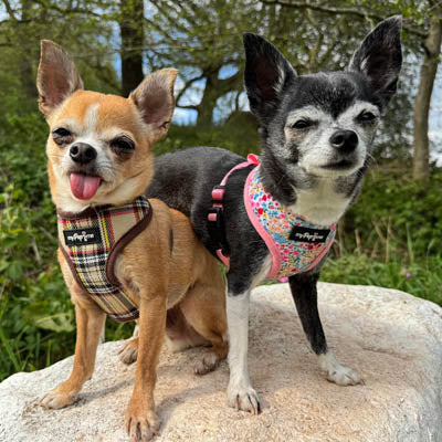 Blue Meadow Floral Dog Harness