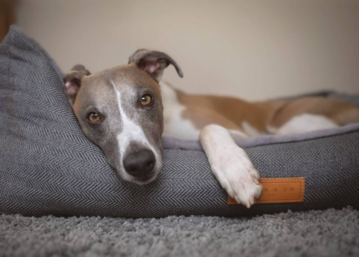Balmoral Herringbone Bolster Dog Bed