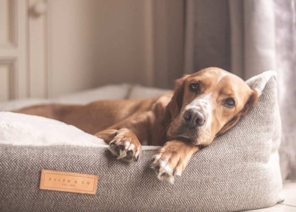 Lincoln Tweed Bolster Dog Bed
