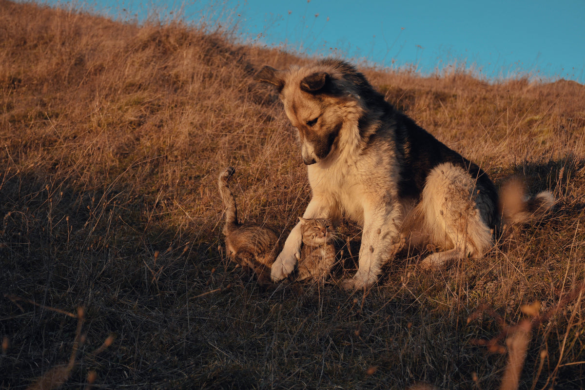A dog and cat playing together in a sunlit meadow