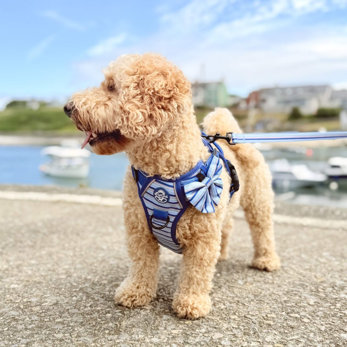 Sea Breeze Stripes Dog Harness