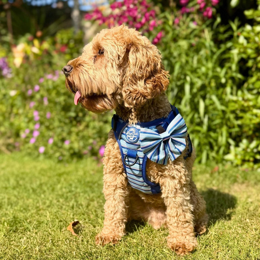 Sea Breeze Stripes Dog Harness
