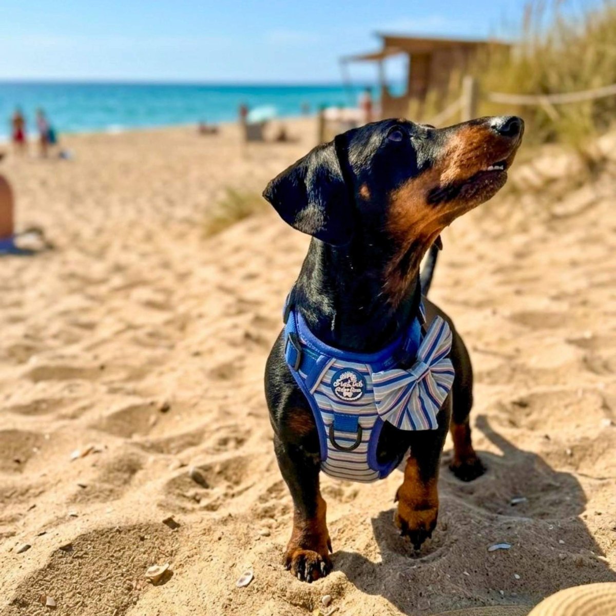 Sea Breeze Stripes Dog Harness