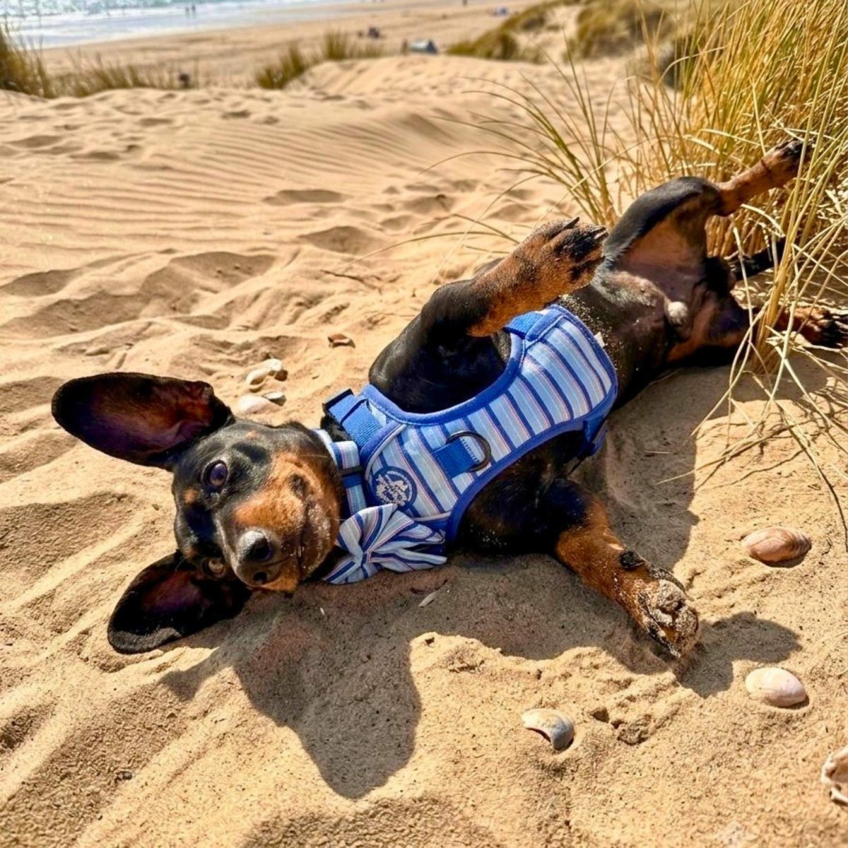 Sea Breeze Stripes Dog Harness