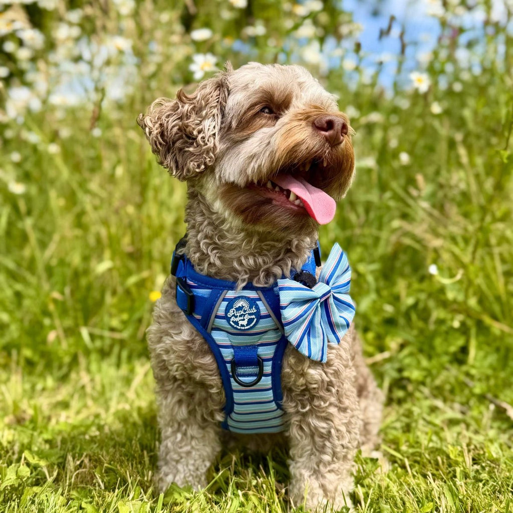 Sea Breeze Stripes Dog Harness