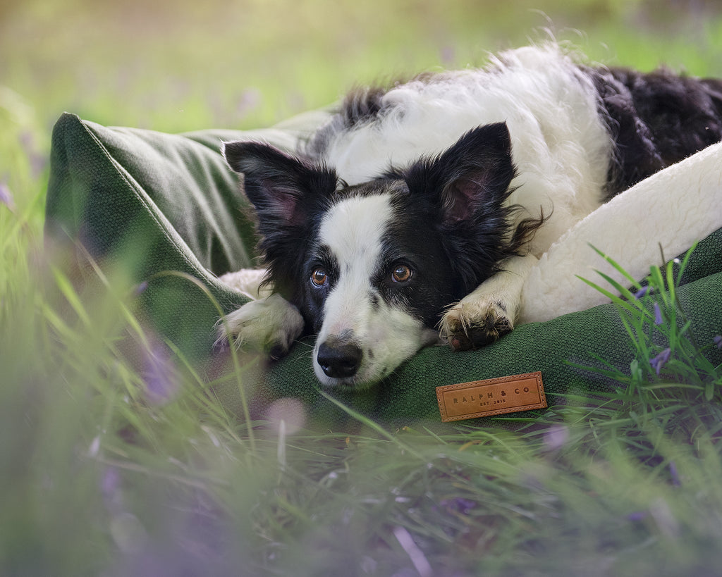 Richmond Green Bolster Dog Bed